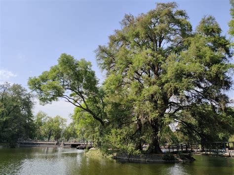 El árbol más importante de México Micrositios temáticos