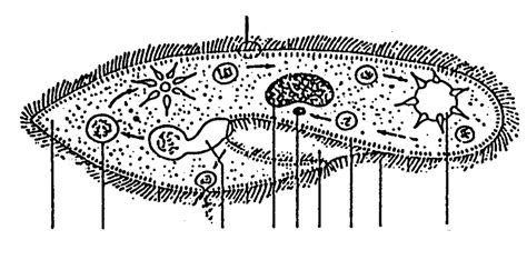 diagram of paramecium Diagram | Quizlet