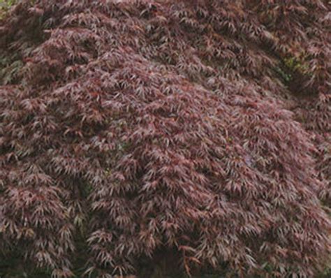 Acer Palmatum Dissectum Red Select Cutleaf Japanese Maple Kigi Nursery