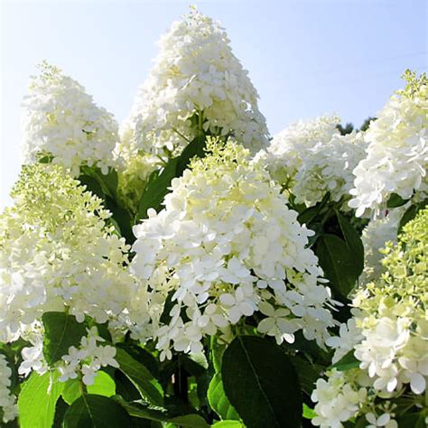 Гортензия Grandiflora (Грандифлора)🌸 - купить саженцы в горшках в ...