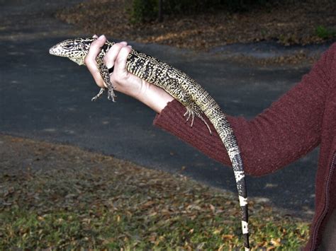 Managing Invasive Tegu Lizards Wgcu Pbs And Npr For Southwest Florida