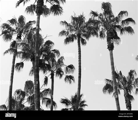 palm trees silhouettes, Palm trees with silhouette in Santa Barbara ...