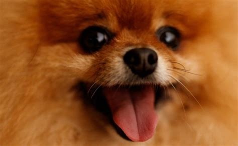 8 Amazing Throwback Pomeranian Facts - Spinning Pom