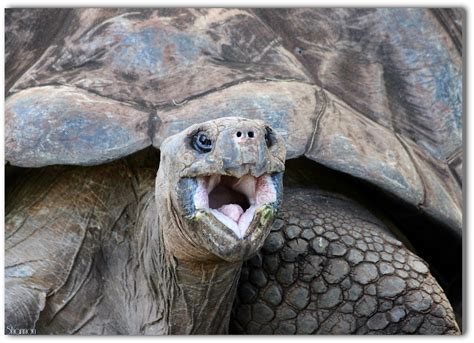 Smile Galapagos Tortoise At The Honolulu Zoo Up To 2000 Flickr