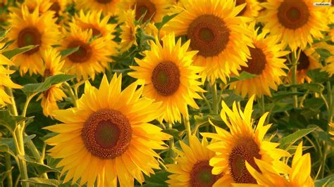 Sunflowers Wallpapers - Wallpaper Cave