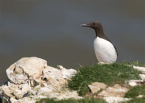 Common Guillemot Uria Aalge Bempton Yorkshire Gary Faulkner Flickr