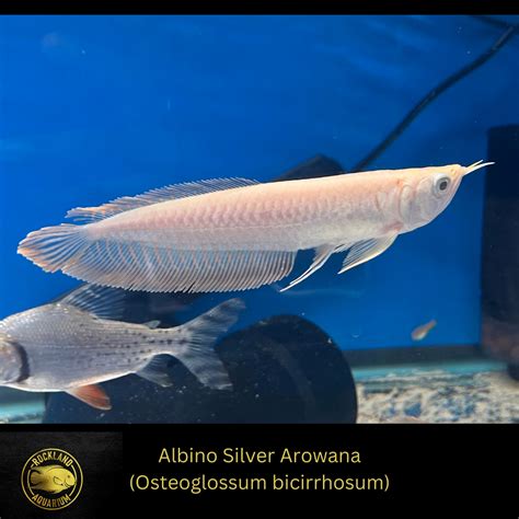 Albino Silver Arowana Osteoglossum Bicirrhosum Live Fish