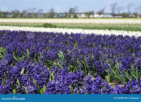 Purple hyacinths stock photo. Image of field, bulbs, export - 10699744