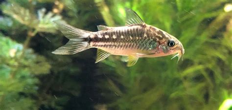 Care Guide for Corydoras Bilineatus | Just Fish Things