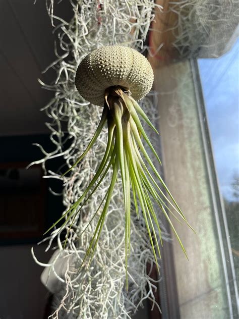 Air Plant Sea Urchin Airplant Sea Urchin Jellyfish Hanging Etsy