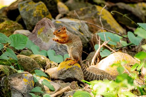 Ring-tailed Ground Squirrel from Comala, Col., México on November 24 ...