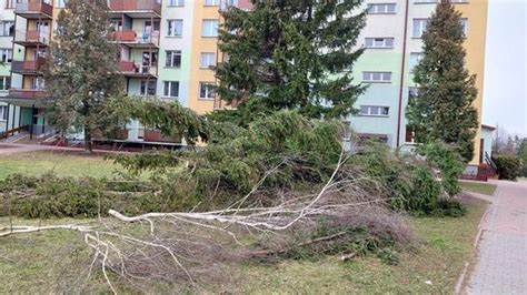 Niszczenie przyrody czy ochrona ludzi Wycinka drzew na Wojsławickiej