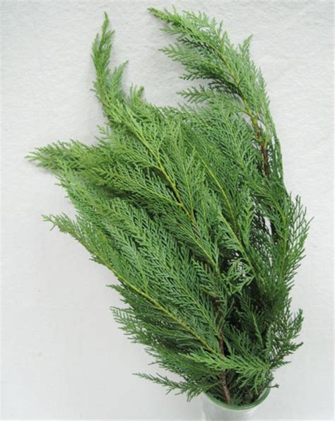 Leyland Cypress - Xmas Greens - Greens, Foliages and Branches - Flowers ...