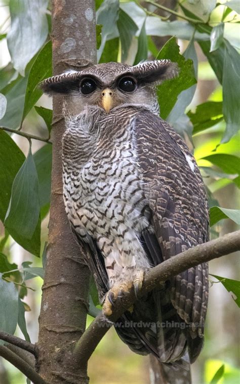 Barred Eagle Owl In Puchong Malaysia Bird Watching Asia