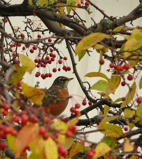 "Robin During Fall Migration" by mooselandtours | Redbubble