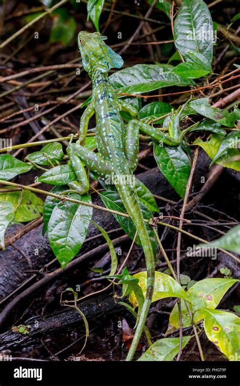 A Male Jesus Christ Lizard Cahuita National Park Costa Rica Stock Photo