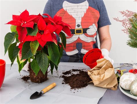 How to Propagate Your Poinsettia From Cuttings - Backyard Boss