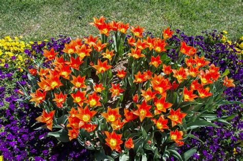 Premium Photo | Orange color tulip flowers in the garden