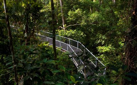 Daintree Rainforest In Queensland Australia Nature - Australian ...