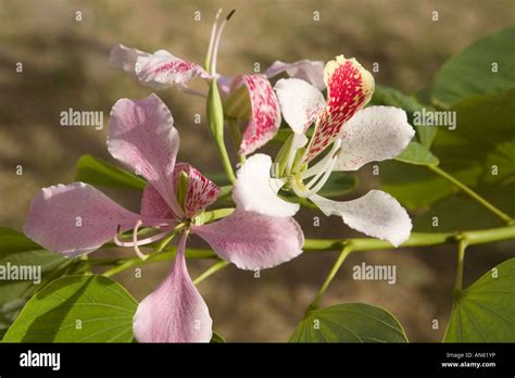 St vincent grenadines flowers hi-res stock photography and images - Alamy