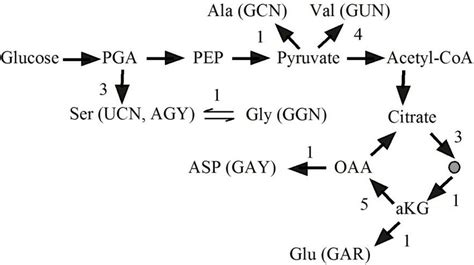 Biosynthetic Relationships Between Amino Acids And Their Precursor