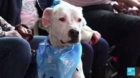 Mexican dogs graduate ‘rescue school’ to save owners from earthquakes ...