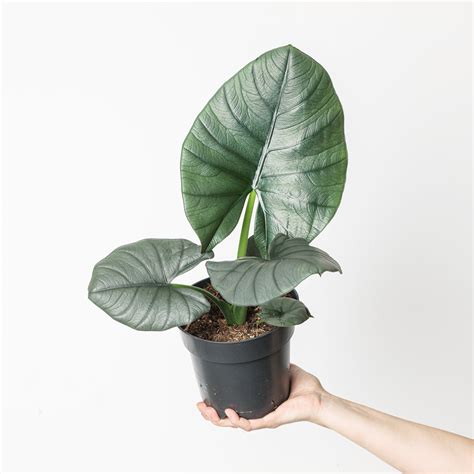 Alocasia 'Bisma' | Plants | GrowTropicals.com