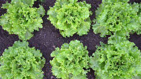 Batavia Salat Tipps Zu Anbau Und Verwendung Utopia De