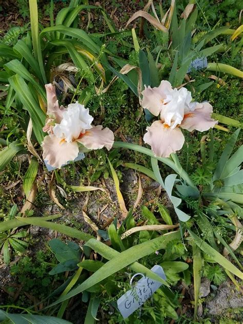 Photo Of The Bloom Of Tall Bearded Iris Iris Struck Twice Posted By