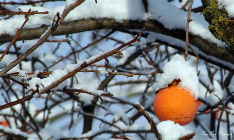 Dopo La Nevicata Renzo Pastori Flickr