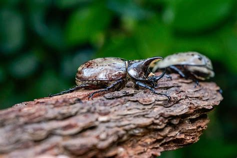 Western Hercules beetle (Dynastes grantii) larvae for sale – David's Beetles