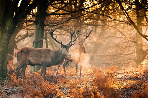 Deer Autumn Wallpapers Wallpaper Cave