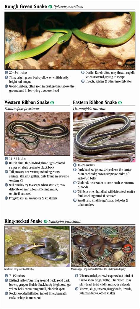 Snakes of Kentucky – Quick Reference Publishing Retail