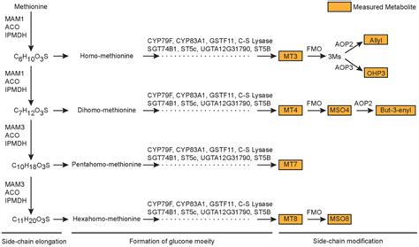 Biosynthesis Of Aliphatic Glucosinolates The Aliphatic Glucosinolate