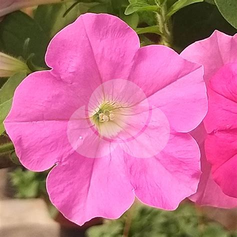 Petunia Opera Supreme Raspberry Ice – Takii
