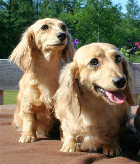 77 Cream Colored Dachshund Puppies For Sale Pic Bleumoonproductions