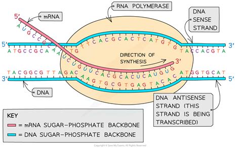 Ib Dp Biology Hl复习笔记7 2 3 Transcription 翰林国际教育