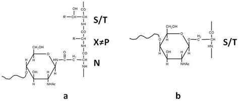 N-linked (left) and O-linked (right) glycosylation. | Download ...