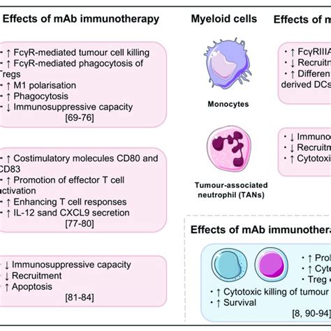 Summary of key effects of monoclonal antibody cancer immunotherapy,... | Download Scientific Diagram