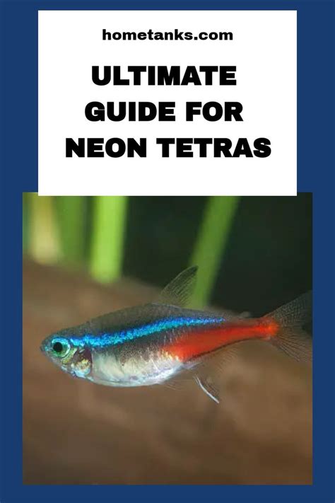 Ultimate Guide For Neon Tetras Tropical Fish Aquarium Neon Tetra