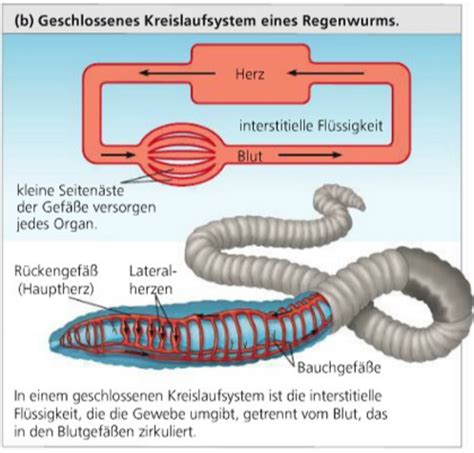 Kreislaufsystem Karteikarten Quizlet