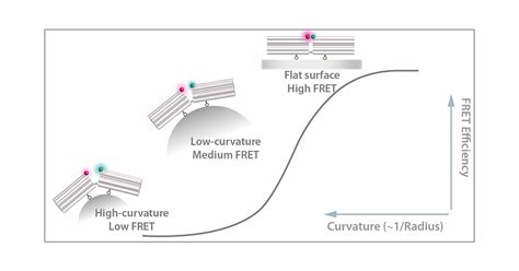 DNA Origami Curvature Sensors For Nanoparticle And Vesicle Size