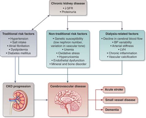 Chronic Kidney Disease And Cerebrovascular Disease Stroke