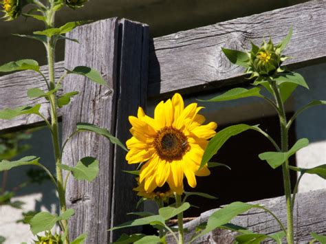 12 Sunflower Companion Plants (& 3 Plants To Grow Nowhere Near)