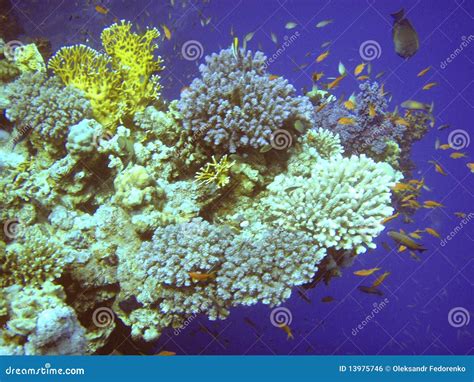 Corais Do Mar Vermelho Foto De Stock Imagem De Mergulho 13975746