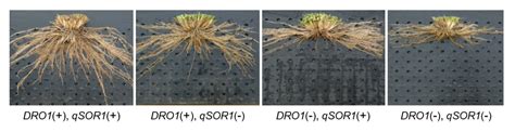 Development Of Worlds First Rice Variety Adapted To Saline Paddy