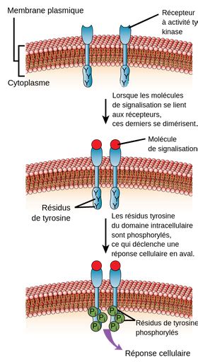 Les récepteurs à activité tyrosine kinase RTK Labster Theory