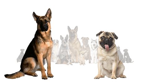 All About German Shepherd Great Pyrenees Mix