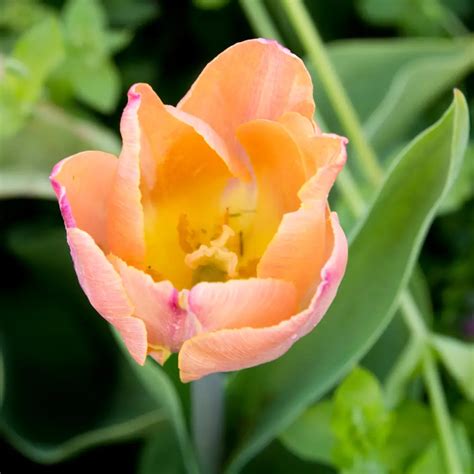 Salmon Tulip Flowers Symbolic Meaning