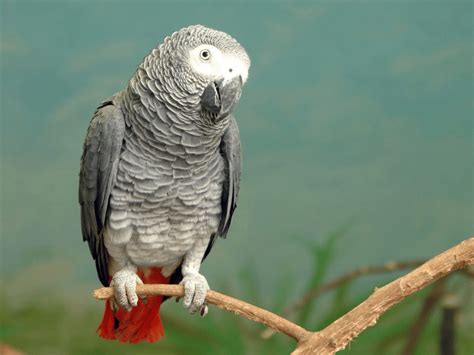 African Grey Parrot Facts - CRITTERFACTS